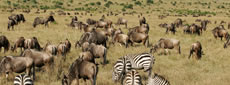 Kenia