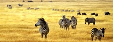 Tanzania