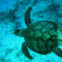 Cozumel (M�xico)