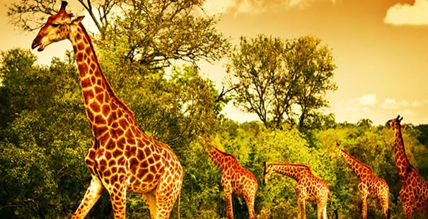Kruger National Park
