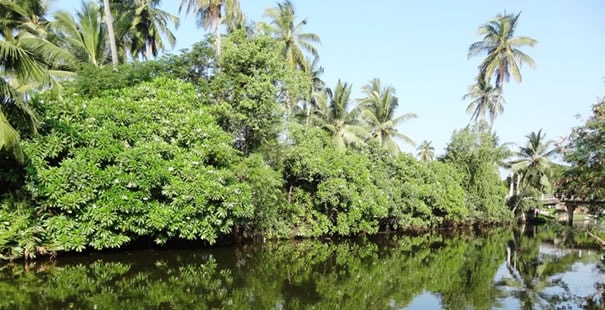Wattala