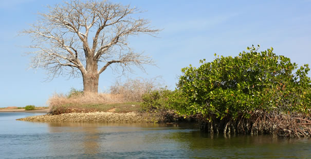 Saloum