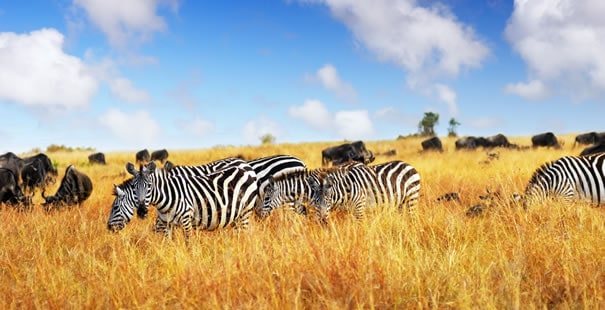 Masai Mara 