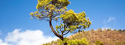 Tenerife