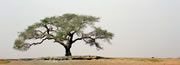 Mali