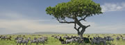 Tanzania