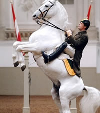 Hoteles en Spanish Riding School