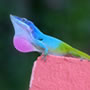 Roat�n (Honduras)
