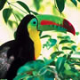 Puerto Lim�n (Costa Rica)
