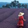 Provenza (Francia) Provenza (Francia)