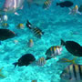 Freeport (Bahamas)