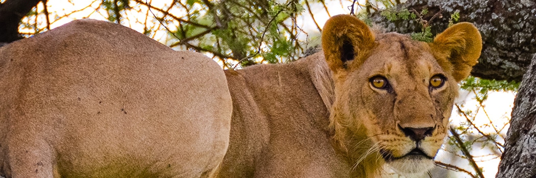 Parque Nacional de Tarangire