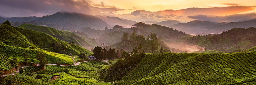 Cameron Highlands