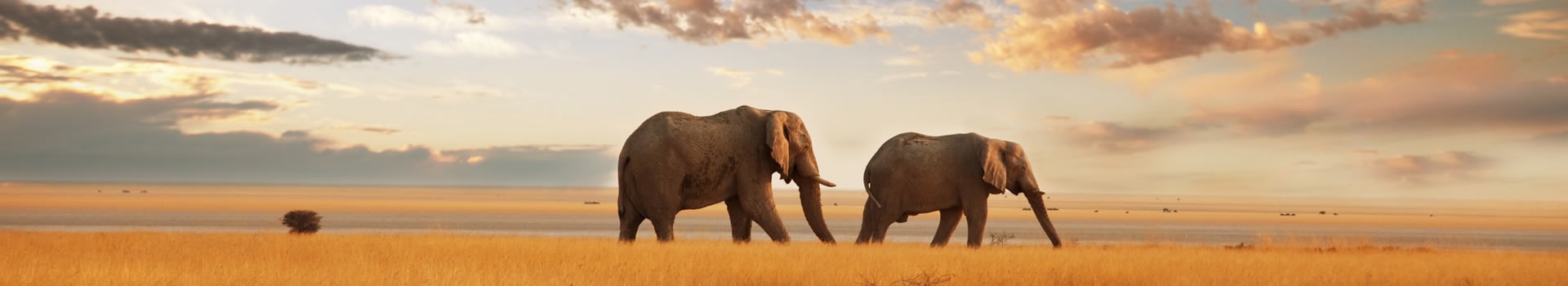 Ofertas de Vuelo+Hotel a **Kenia**