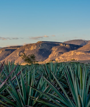 Ruta los Caminos del Mezcal Ruta los Caminos del Mezcal