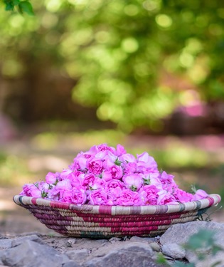 Campos de rosas de Taif Campos de rosas de Taif