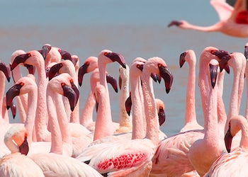 Parque Nacional Lago Naivasha
