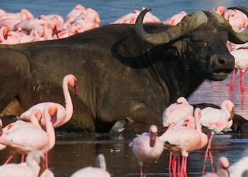 Parque Nacional Lago Nakuru