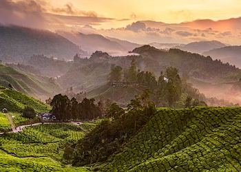 Cameron Highlands