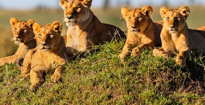 Safari en Kenia con Masai Mara