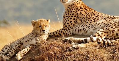 Safari en Kenia con Masai Mara y Amboseli