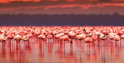 Safari en Kenia y Mauricio
