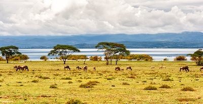 Aberdare, Nakuru, Masai Mara, Naivasha y Mauricio Aberdare, Nakuru, Masai Mara, Naivasha y Mauricio