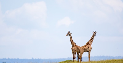 Nairobi, Samburu, Aberdare, Lago Nakuru y Masai Mara con Zanzíbar Nairobi, Samburu, Aberdare, Lago Nakuru y Masai Mara con Zanzíbar