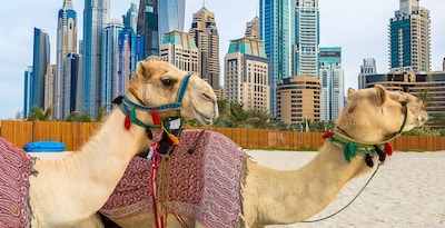 Ruta por los Cuatro Emiratos Árabes
