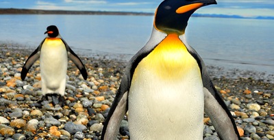 Punta Arenas