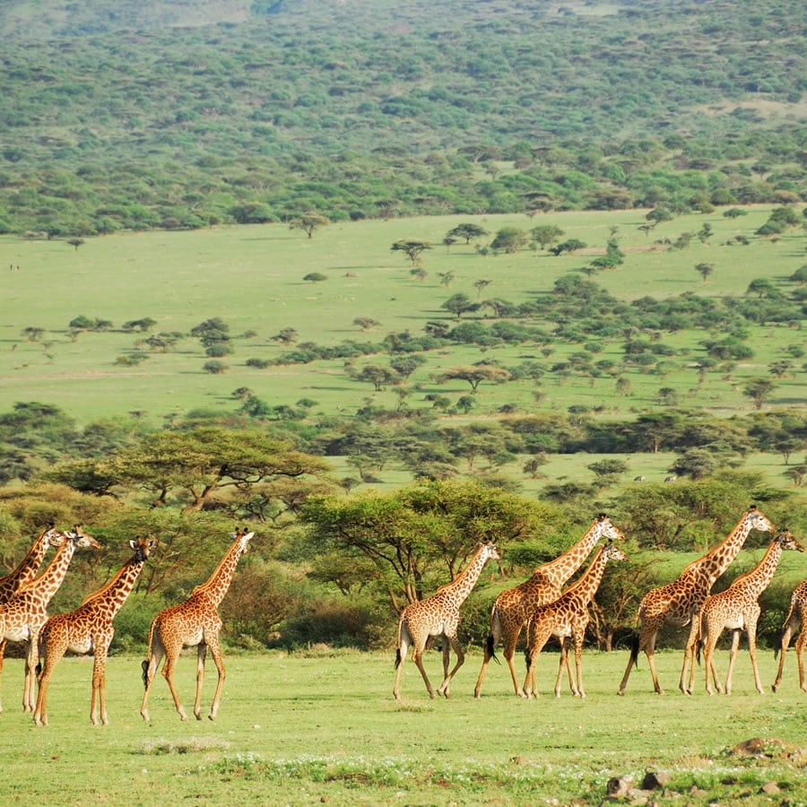 safari kenia logitravel