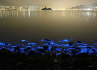 Bahías Bioluminiscentes