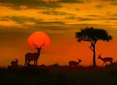 Parque Nacional Kruger