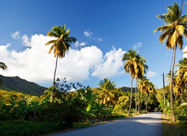 Ruta del Fig Tree (Antigua)