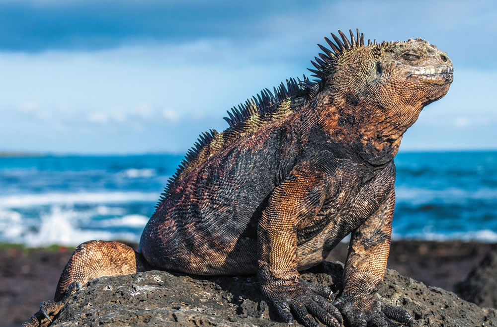 Galapagos Iguana