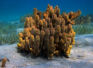 Champagne Reef