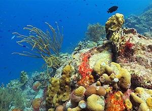 Bucco Reef (Tobago)