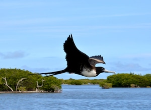 Parque Nacional Codrington Lagoon (Barbuda)