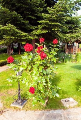 Gallery - Hotel Tanne