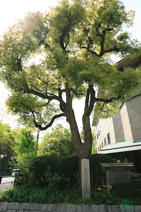 Gallery - Kyoto Garden Palace