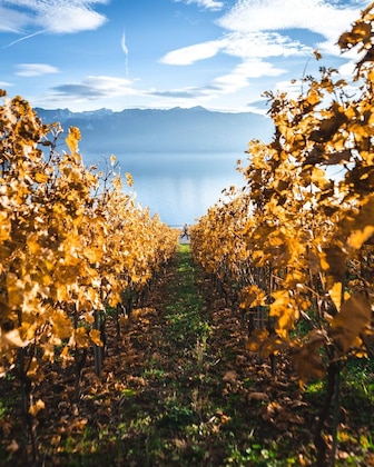 Gallery - Le Baron Tavernier Hôtel Restaurants Spa