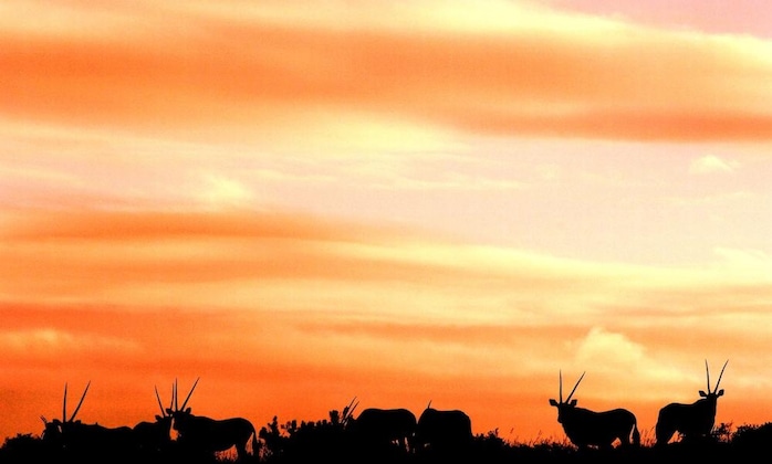 Gallery - Safari Lodge - Amakhala Game Reserve