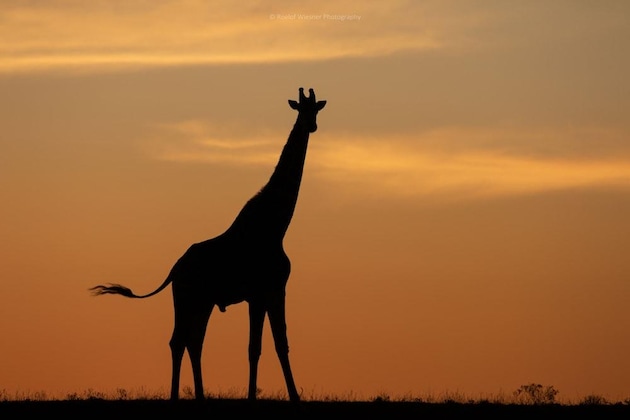 Gallery - Hillsnek Safari Camp - Amakhala Game Reserve