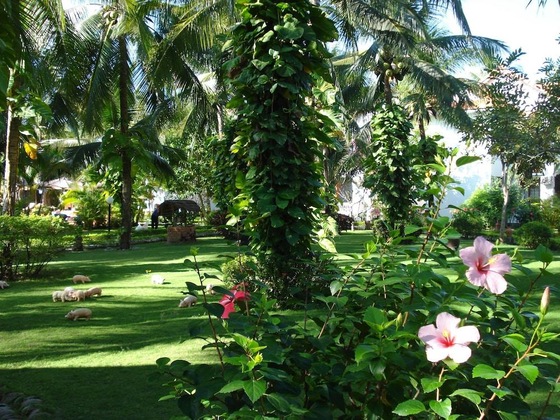 Gallery - Four Oceans Resort Muine