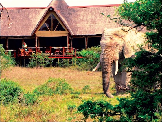 Gallery - Bush Lodge – Amakhala Game Reserve