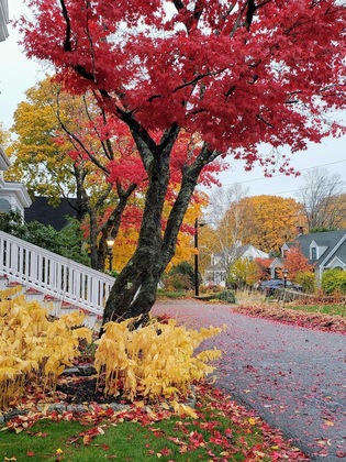 Gallery - Moseley Cottage Inn & Town Motel