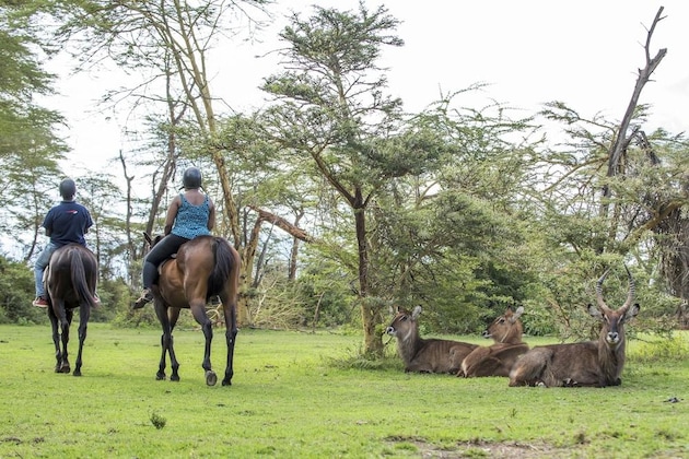 Gallery - Lake Naivasha Sopa Resort