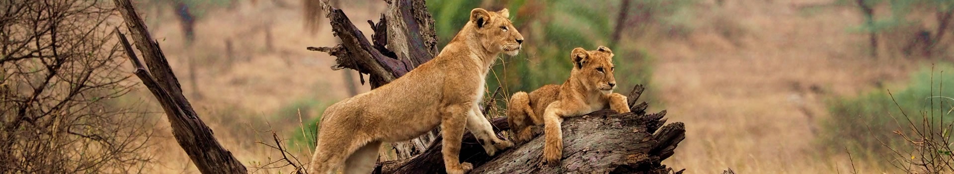 Circuitos Parque Nacional Serengueti Septiembre