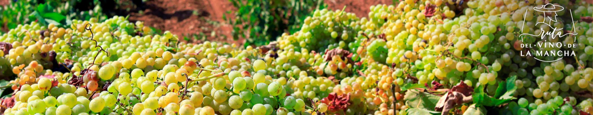 Ruta del Vino La Mancha