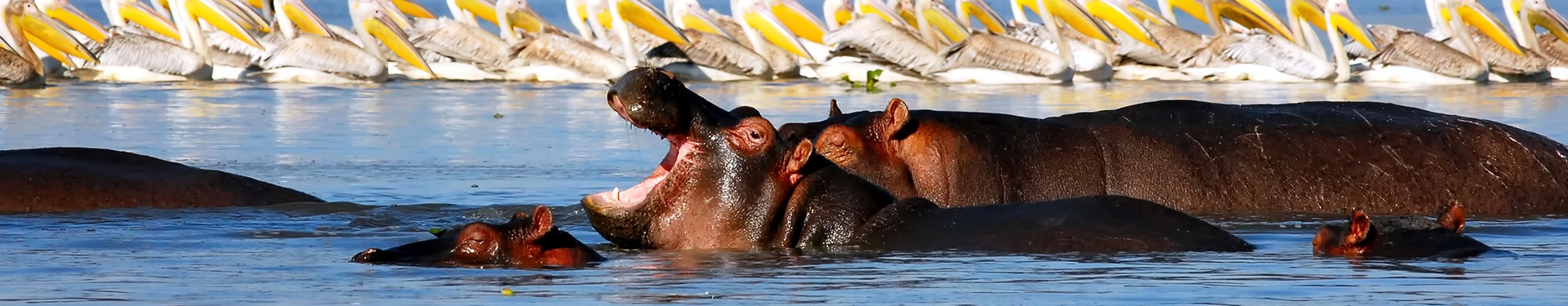 Aberdare, Nakuru, Masai Mara y Naivasha